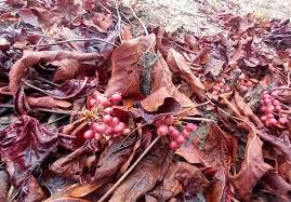 Image result for Lannea edulis