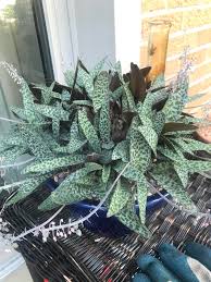 Image result for Ledebouria