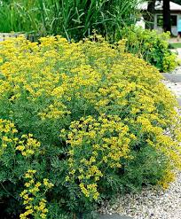 Рута душистая (пахучая) купить в питомнике растений с доставкой по Москве, Московской области и России, рассада, выращивание, посадка и уход