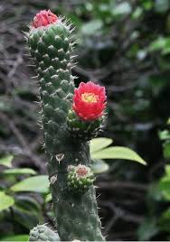 Just like other succulent plants, cacti have a thick, waxy outer. Opuntioid Cacti Department Of Primary Industries Parks Water And Environment Tasmania