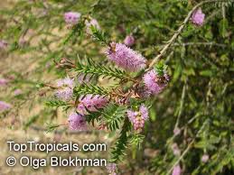 Image result for Melaleuca decussata