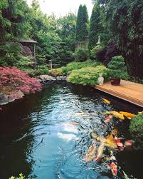 Pin On Koi Pond