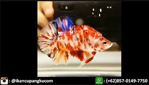 Untuk bisa mendapatkan cacing sutra, tidak perlu repot repot mencarinya atau membeli di toko ikan hias. Ikan Cupang Koi Yang Bagus Ikan Cupang Ikan Koi