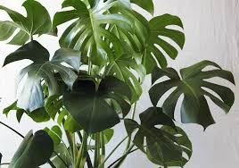 4 Fool Proof Plants For Your Home Plants House Plants Plant Design