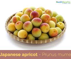 Apricot kernel (prunus armenica) has been used for aromatic and therapeutic purposes for a long time. Japanese Apricot Facts And Health Benefits