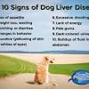 Once the cancer progresses, dogs may show some of the following symptoms 1