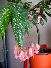 Pin On Plants