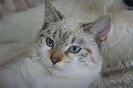 Technically, this coat color is a dilution of the black coat gene. Hd Wallpaper Closeup Photo Of White And Gray Cat Kitten Cat Eyes Blue Eyes Wallpaper Flare