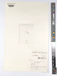 Image result for Bulbostylis densa