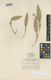 Image result for Platycoryne buchananiana