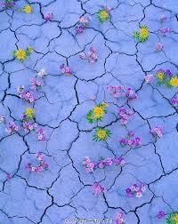 Cracked Earth Wildflowers Tom Till Dry Desert Desert Flowers Desert Landscaping