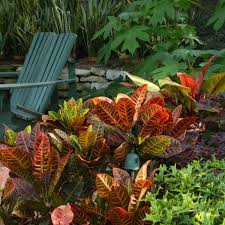 The Striking Foliage Of A Croton Provides Year Round Color For Your Landscape Tropical Pool Landscaping Tropical Garden Plants Small Tropical Gardens