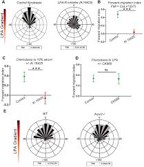 We did not find results for: Lysophosphatidic Acid Provokes Fibroblast Chemotaxis Through Combinatorial Regulation Of Myosin Ii Biorxiv