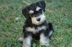 Nela lukic tel / vib +38162226777 kruševac, serbia. 120 Best Dog Black Silver Mini Schnauzer Ideas Mini Schnauzer Schnauzer Miniature Schnauzer