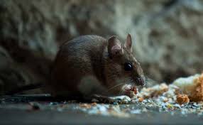 Hantaviruses are a family of viruses spread mainly by rodents and can cause varied disease syndromes in people worldwide. Hantavirus Death In China Spooks Twitter All You Need To Know