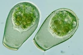 Image result for Hypselodelphys