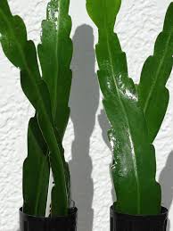 Discussion in 'general chat' started by karen, may 25, 2009. Cinderella Orchid Cactus Epiphyllum Cv Real Tropicals