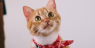 Winston churchill had an orange cat named tango. 6 Fun Facts About Orange Tabby Cats Meowingtons