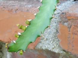 Image result for Euphorbia jubata