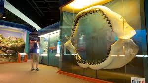 Bishop Museum Of Science And Nature Events The Bishop Museum Of Science And Nature Makes A Great Part Of Any Visit To Bradenton Or Manatee County Science Nature South Florida Museum Museum