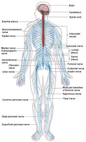 Neurological Examination Howmed