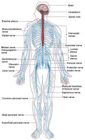 Nervous system anatomy and physiology. Peripheral Nervous System Definition Function Parts Video Lesson Transcript Study Com