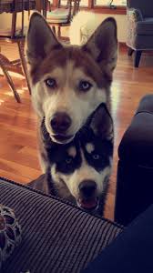 Black And Brown Siberian Husky Black And Brown Siberian Huskies Siberianhusky Siberian Husky Dog Husky Puppy Siberian Husky