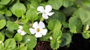 Image result for Bacopa