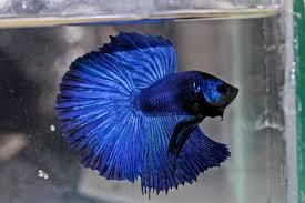 Aqua azure baby blue beryl bleu blue blueberry. Royal Blue Super Delta Male Betta From Imported Lines