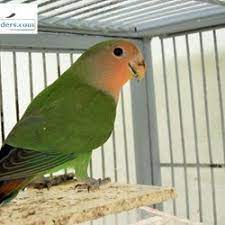 Find photos of lovebirds for adoption near you. Peach Face Lovebirds For Sale
