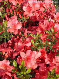 Pin By Fine Art Prints For Interior On Azalea In 2020 Azaleas Mountain Laurel Tree Identification