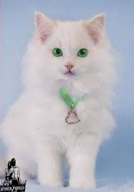 Pin By Lyudmila Osipova On Koshki Gorgeous Cats Cats Cute Cats