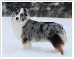 Maybe you would like to learn more about one of these? Cheyennestaraussies Com