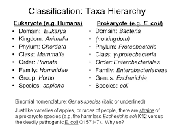 Taxonomy Of Cellular Life Taxonomy Classification Hierarchical Grouping Based On Characteristics Nomenclature Naming Identification Define Characteristics Ppt Download