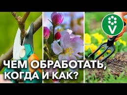 опрыскивание деревьев весной по фазам от болезней и вредителей Pervaya Vesennyaya Obrabotka I Podkormka Sada Kogda Chem I Kak Youtube V 2020 G Sad Sadovodstvo Ovoshnoj Sad