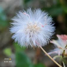 Image result for Crassocephalum radiatum