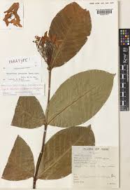 Image result for Holarrhena pubescens