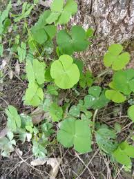 Image result for Marsilea aegyptiaca