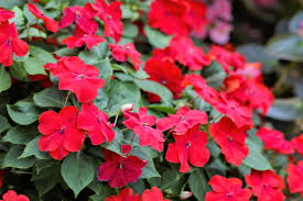 Image result for Impatiens shirensis