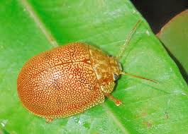 Image result for Paropsia braunii