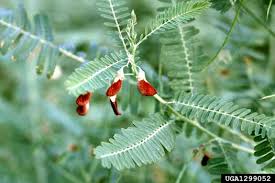 Image result for Sesbania brevipedunculata