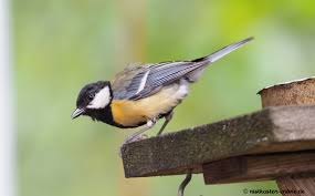 Image result for Kohlmeise vogelhouse