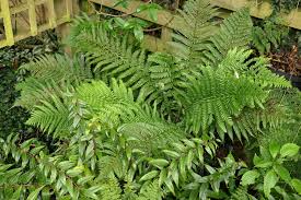 Image result for Dryopteris athamantica
