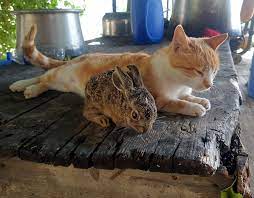 kedi tavsan yavrusuna annelik yapiyor