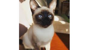 4 Aylik Siyam Kedisi Sahiplendirme Kedi Sahiplendirme Ucretsiz Kedi Sahiplendirme
