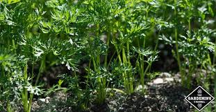 Grab a pencil, pen, or similar tool. Can You Start Carrots In Seed Trays Gardening Channel