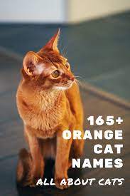 165 Best Orange Cat Names Male Female Unisex Names In 2021 Cat Names Orange Cat Orange Kittens