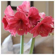 Amaryllis With A Difference Unusual Colors And Flower Styles Longfield Gardens