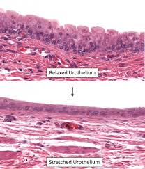 Urine Elimination Veterinary Histology