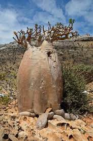 Trekking In Homhil Socotra Among Huge Adenium Obesum Cucumber Trees And Frankincense Trees Adenium Socotra Weird Plants